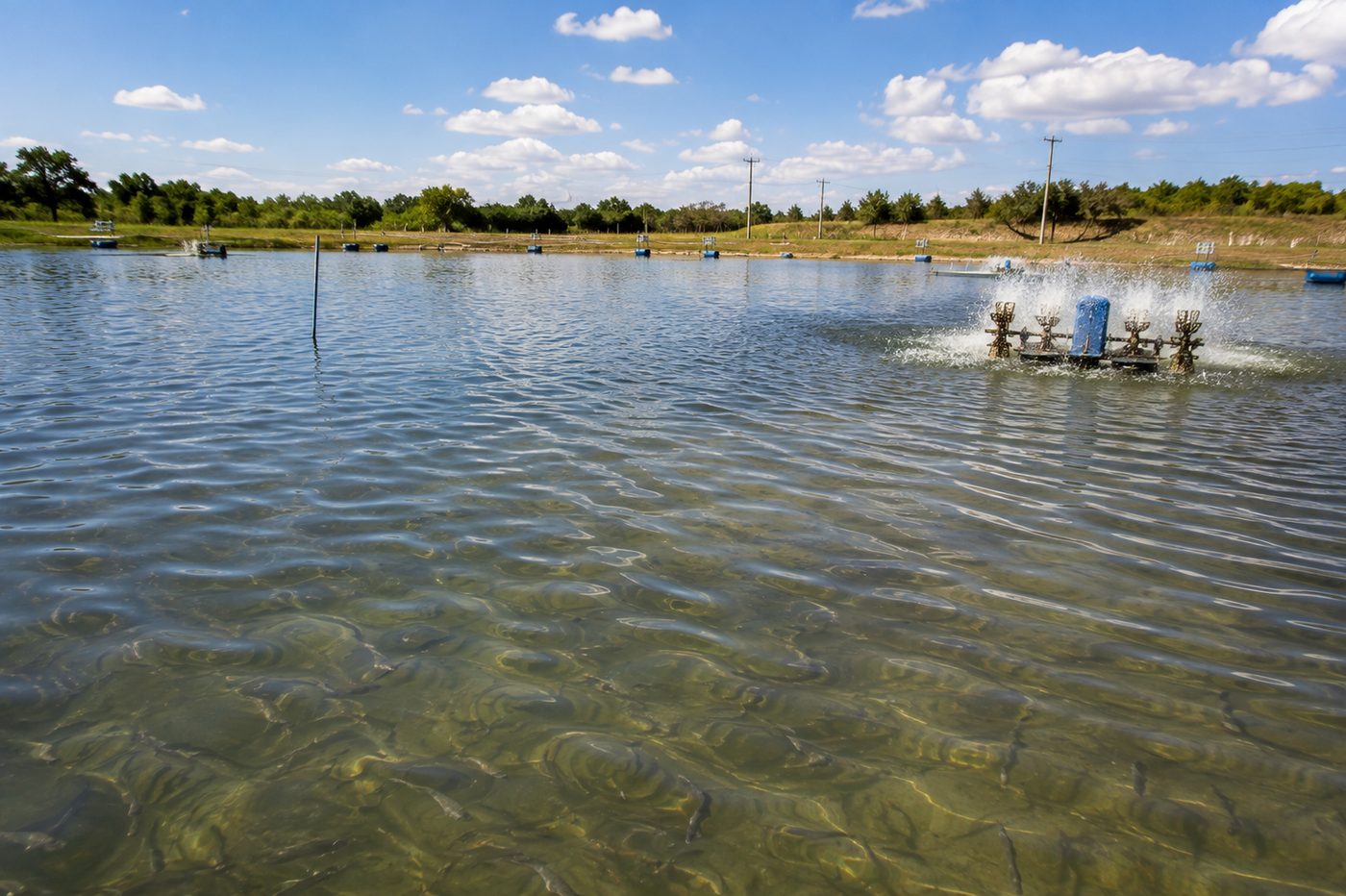 Viveiro de piscicultura com aerador em funcionamento